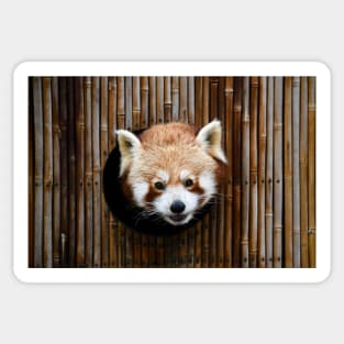 Little Panda / Swiss Artwork Photography Sticker